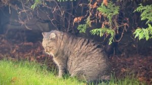 ДНЕВНИК лесного кота Барсика: «День рождения - праздник детства!»  - 29 октября 2025 года