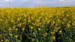 VLOG: 28 мая 2021 г. Маленький отдых. Красивые пейзажи. Рапсовое поле.