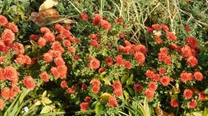 28=10=2025  ПВН  (100)