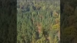 #аномалия в штате Теннеси США зафиксирована дроном - огромное существо #великан который вырывает дер