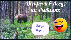 Что я увидел в Лесу на рыбалке за Осень.