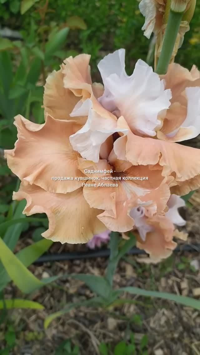 Ирис шестифолый 'Untamed Glory'