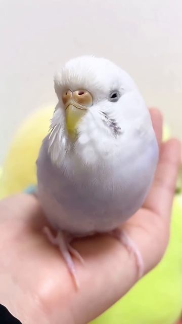 Смешные животные