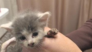 Найденыш... 29.10.2025