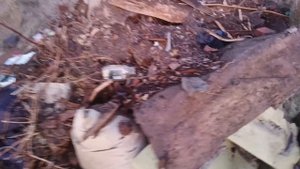 Алейск Свиньи на грузовиках!