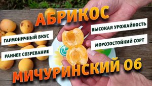 Какой вкус у Абрикоса Мичуринский 06 Дерево все в плодах
