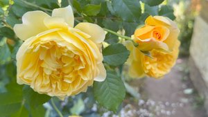 Июль в Саду 5 июля 2025 часть 3