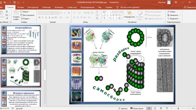 немембранные органоиды