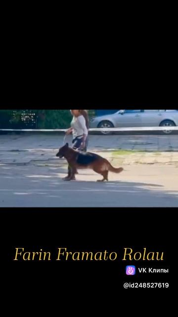 FARIN Framato Rolau, 9 лет 3 месяца. (BOLT Del Colle Guasco — HAGGY Framato Rolau)