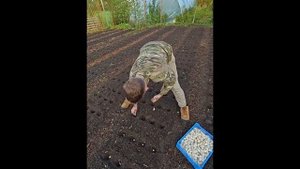 Необычный способ посадки чеснока