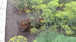 Опыт по борьбе с сорняками