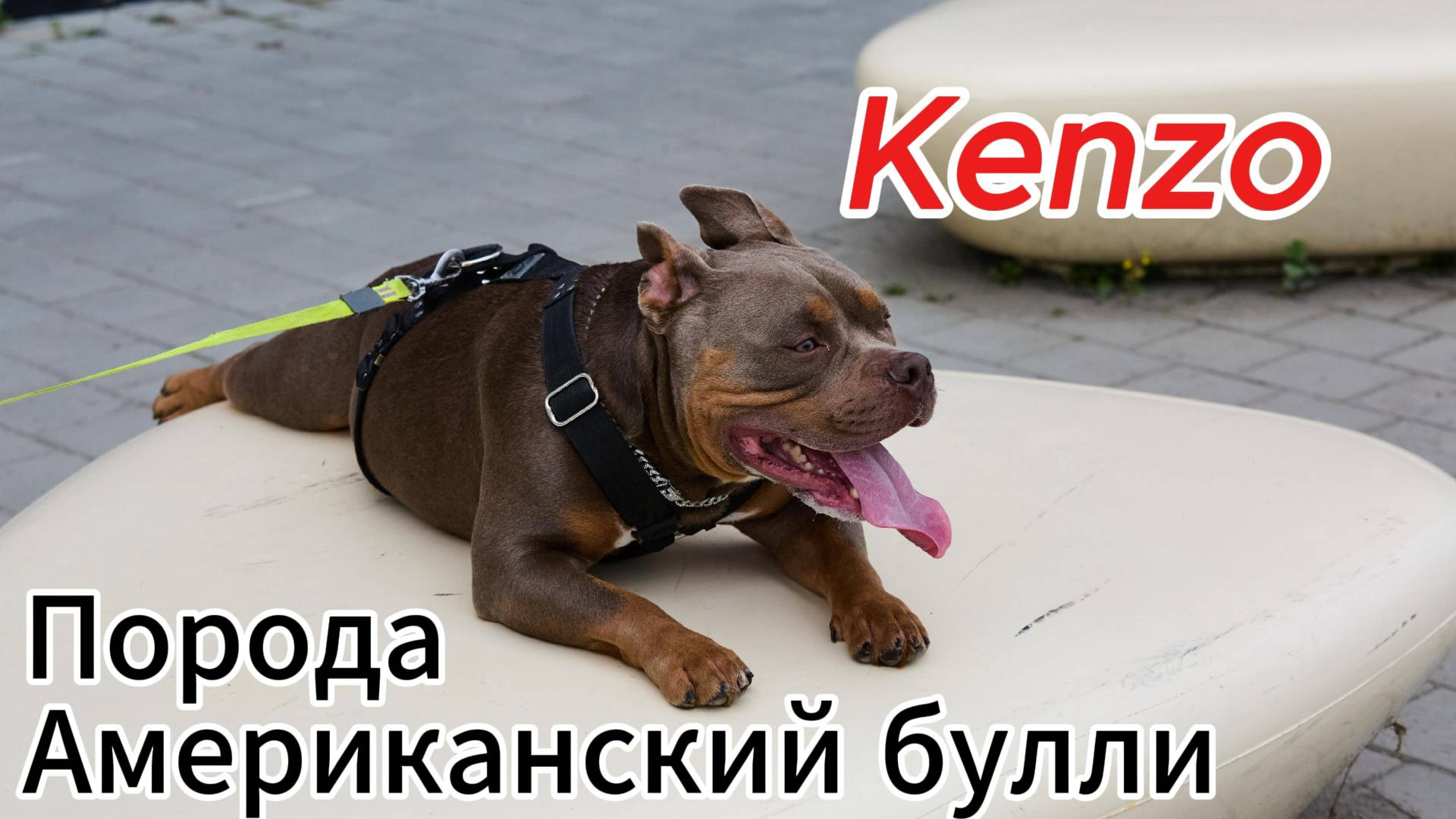 Все что нужно знать про Американского булли! смотреть онлайн