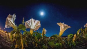 Ночное венчание