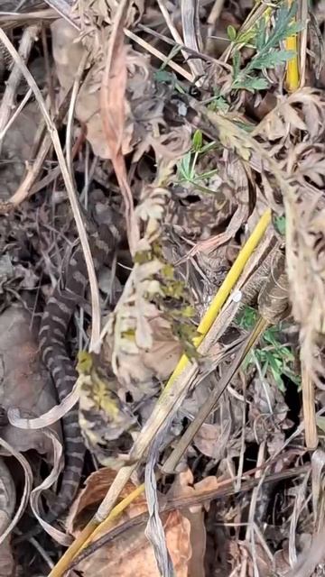 Тропа ЗМЕИНОГО УЖАСА в Приморье! Десятки гадюк атаковали маршрут смотреть онлайн