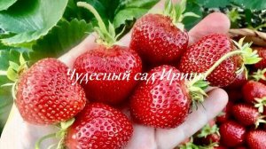 Чудесный сад Ирины. Земляника садовая крупноплодная Флоренс