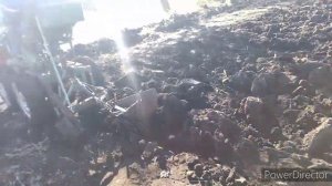 Конный плуг плуг на мини тракторе и засуха, 2024 год