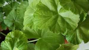 Из маленького черенка Пеларгонии пышный кустик