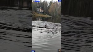 Лесной фитнес Мирончело и дедули 28.10.2025 #юныйпрадедбодрыйдед #авсарх