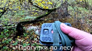 Прогулки по лесу.  Поставил фото ловушку, и посмотрел обстановку в лесу.