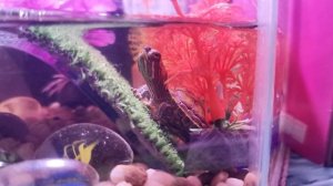 Манго! Черепашка