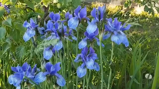 Ирис сибирский Perry’s Blue (Перрис Блю) (Amos Perry, 1912)