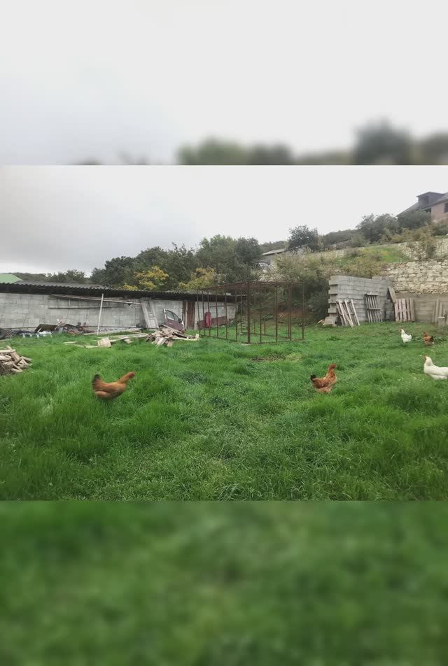 День как жизнь #популярное смотреть онлайн