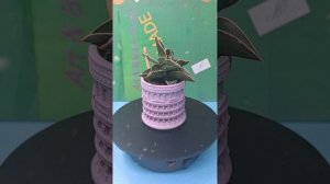 Кашпо из гипса ручная работа.