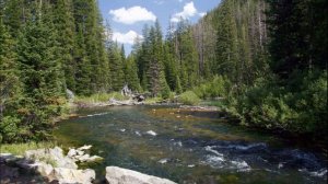 Звуки природы. Лесная река и пение птиц