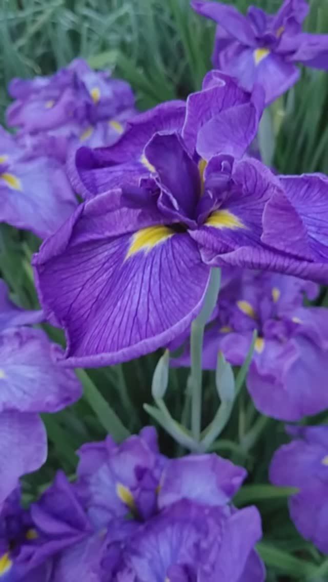 ирис японский 'Осеннее небо' (Mariya Kaulen, R. 1999)