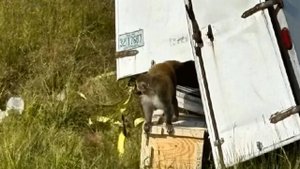 Заражены и опасны: в США обезьяны, больные гепатитом и коронавирусом, попали в ДТП