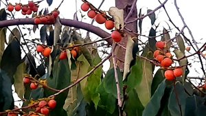 Горная хурма Дагестана.