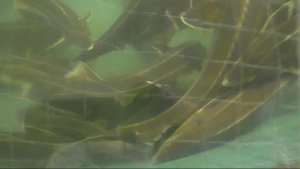 Рыбхозяйство "Приокское"