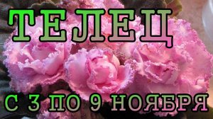 ТЕЛЕЦ таро прогноз на неделю с 3 по 9 НОЯБРЯ 2025 года.