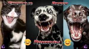 Самые смешные видео приколы|Юмор и Приколы.