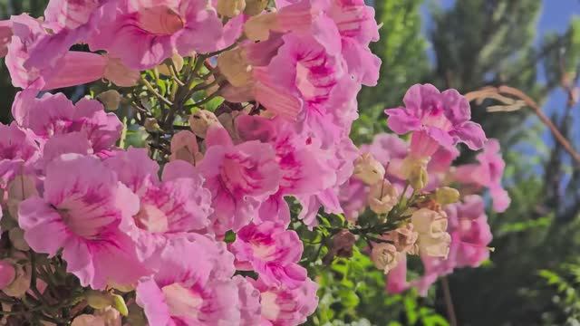 Собираемся на праздник в школу Мелис