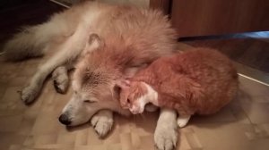 После прогулки под проливным дождём. Собираемся мыть лапочки.