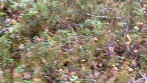 Осенний Карельский лес