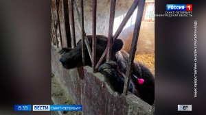 Вести Санкт-Петербург. Выпуск 08.35 от 29.10.2025