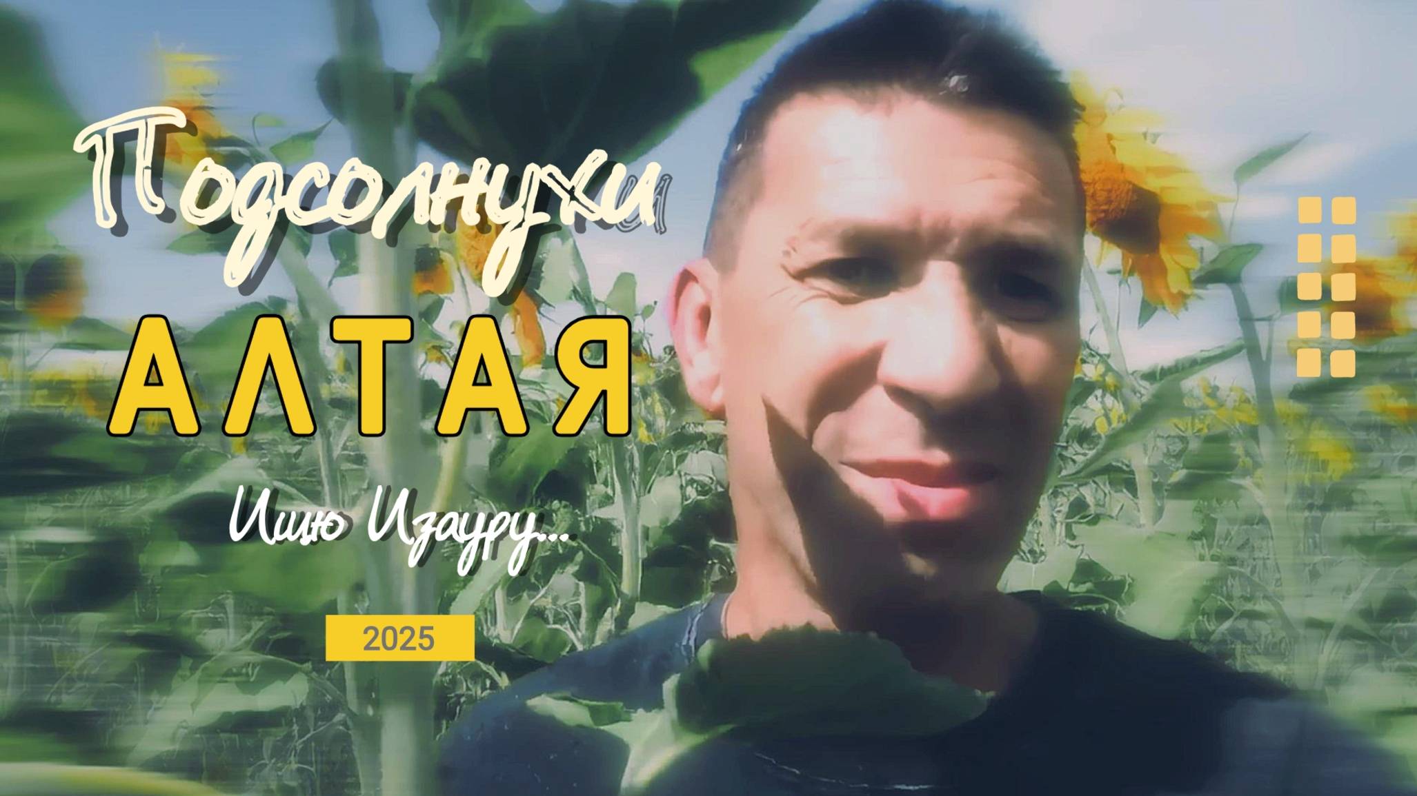 Подсолнухи Алтая. Видеозарисовка. Бреду по плантациям с подсолнухами.