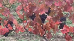 Не укрываем, а готовим! Осенняя подготовка винограда в НЕукрывной зоне