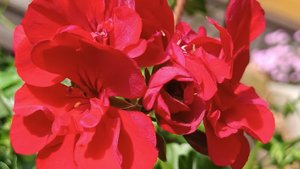 Черенкования бидэнса и пеларгонии.