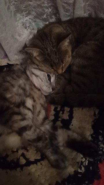 Нужно для личения в клинике от 10- 50 тысяч. В домашних условиях мы не тянем. смотреть онлайн