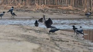 Крылья и хвосты.