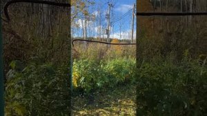 Трудовые будни в деревне 12-14.10.2025