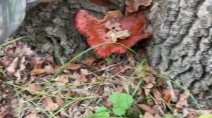 Прогулка по лесу за грибами и красоты Дагестана 💪🍄🟫🔥 #лучшее #топ #грибы #тренды #лес