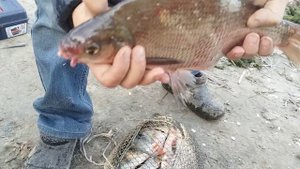 Вкусная уха из окуня, лещя, карася. Рыбалка 28.10.2025