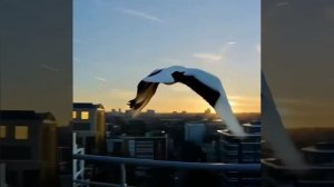 День Белых Журавлей!