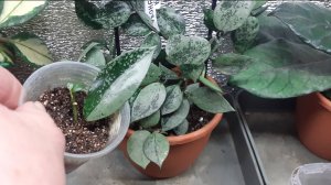 29.10.2025 Поговорим немного о растениях домашних.