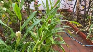 Жизнь в земле и на Земле. Часть первая.