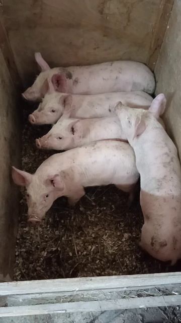 Пять девчонок на продажу в Гусь 29-10-2025 смотреть онлайн